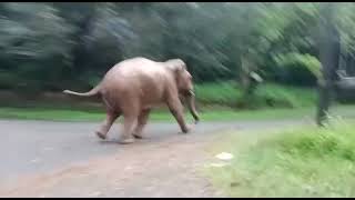 Elephant at Pattavayal Nilgiri's