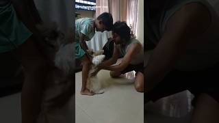 കൊഞ്ചാൻ ഇത്രയും ഇഷ്ടമുള്ള ചെറുക്കൻ 😂😂#shiztzu #doglover #pets #dog #puppy #funny #shortsfeed #short