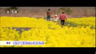 菜の花(ＮＨＫ「あすのＷＡ」2012/3/22 放送)