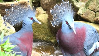 冠羽があるオウギバト　Victoria crowned pigeon