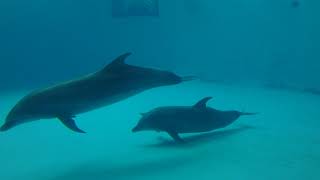 イルカ (市立しものせき水族館 海響館) 2019年4月26日