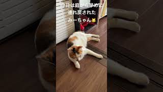 黄色いアゲハ蝶咥えて陣地に戻り戯れてたみーちゃん🐱羽がボロボロになる前にお家に連れ戻しました^^;