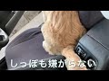 掃除機かけてもどかない犬。part2《沖縄に住む3匹のゴールデンレトリバー：多頭飼い》子犬のぴい