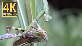 【ASMR】オオカマキリがトノサマバッタを食べる①盛夏、成体になったカマキリはお腹が空いている。大きなトノサマバッタも簡単に捕獲します。捕獲したら絶対に逃さない。すぐさま食らいつきます。