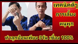 เทคนิคดีๆ​ การเลี้ยงหนูพุกแบบ ลูกป้อนสำหรับมือใหม่​ ฝึกป้อนครั้งแรก