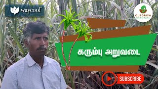 Harvesting of sugarcane ( கரும்பில் அறுவடை செய்யும் முறைகள்  )