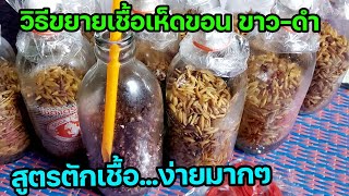 วิธีขยายเชื้อเห็ดขอน ขาว-ดำ สูตรตักเชื้อ ง่ายมากๆ ห้ามเลื่อนผ่านดูให้จบ