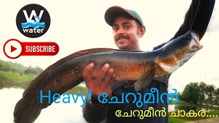 Heavy ചേറുമീൻ, ചേറുമീൻ ചാകര,Snakehead fishing kerala,THE WATER SNAKEHEAD FISHING ,Giant snakehead