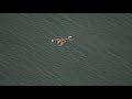 huge walrus haulout walruses at point lay alaska