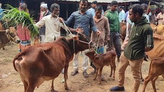 @আজ ২৩ ফেব্রুয়ারী ২৫ | বাচ্চাসহ দেশাল ৫০-৮০ হাজারে গাভী গরু দাম | আফতাবগঞ্জ হাট | দিনাজপুর