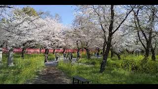 平野神社 桜苑　2024年4月10日撮影