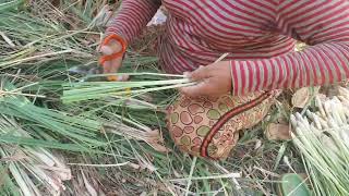 Harvesting Cymbopogon Vegetable in Green Farm.