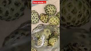 Sitafal Ko Ghar Par Kaise Pakaye || Custard Apple Pakane Ka Aasan Trips 🍈🍈🍈