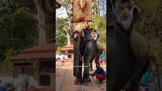 വടക്കുംനാഥൻ ഗണപതി || അക്കികാവ് പൂരം 2024 || #elephant #shorts #pooram #trending #kerala #viral #2024