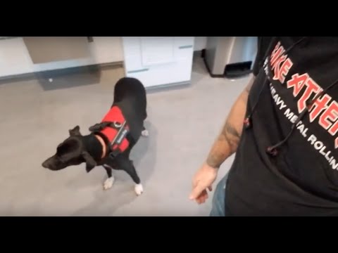 ATL Airport Pet "Relief" Area - YouTube