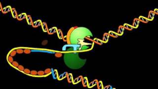 DNA replication fork.