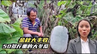 金秋季节大丰收，1颗50多斤重大冬瓜，35年老菜农开心坏了！