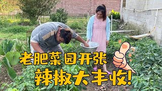 菜园辣椒大丰收！老肥带敏锅去小菜园现摘，满园的瓜果菜豆长势旺【农人老肥】