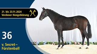 No. 36 Stallion by Secret - Fürstenball | Verden Stallion Licensing 2024 - Dressage - Nov. 22/23