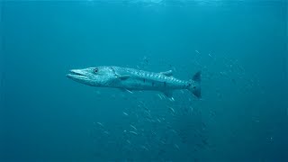 5 Surprising Facts About Barracudas You Didn't Know