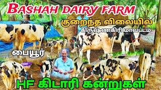 குறைந்த விலையில் HF கிடாரி கன்றுகள் விற்பனை பையூர் #Bashah_dairy_farm