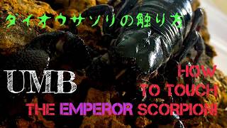 How to touch the Emperor Scorpion! ダイオウサソリとの触れ合い方！