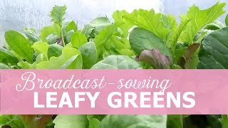 Broadcast-sowing leafy greens