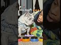 #frenchbulldog #frenchie #dog #bulldog #puppy #funny #meme #tiktok #fortnite #shorts #fyp #explore