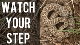 Venomous Snakes Only - Finding 5 Prairie Rattlesnakes in 30 Minutes