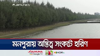 মনপুরায় আশঙ্কাজনক হারে কমেছে হরিণ; পর্যটকশূণ্য হচ্ছে দ্বীপটি | Bhola Deer Crisis | Jamuna TV