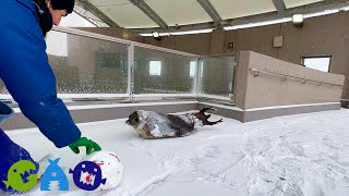 雪が積もった観覧エリアを満喫するおんぷ