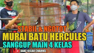 Murai Batu Hercules Sanggup Main 4 Kelas