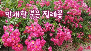 만개한 붉은 찔레꽃 영상 2