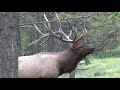 magnificent elk bull pursuing cows during the elk rut