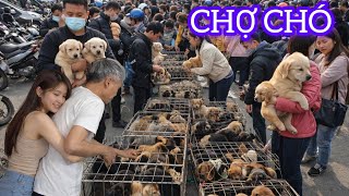 CHỢ CHÓ GIỐNG - LỢN GIỐNG - GÀ VỊT GIỐNG LỚN NHẤT LẠNG SƠN CHỢ GIẾNG VUÔNG