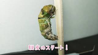 ナガサキアゲハ、蛹になる