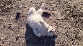 Beautiful cat started rolling on its back and meowing when it saw me