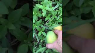 Wild mango picking #shorts #youtubeshorts #shortvideo #mango