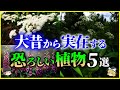 【ゆっくり解説】ヤバい毒…大昔から実在する「恐ろしい植物」5選を解説/人を死に至らせるヤバい植物の生態とは