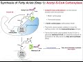 lipid biosynthesis fatty acid biosynthesis 2 acetyl coa carboxylase