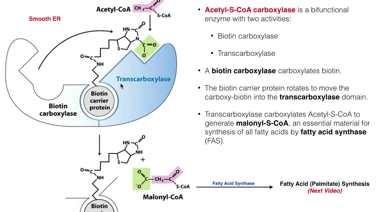 Fatty Acid Synthesis Citrate