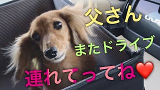 ドライブデート最終回‼️海を見ながらまったりドライブデート❤️ミニチュアダックスフンド MiniatureDachshund Dachshund