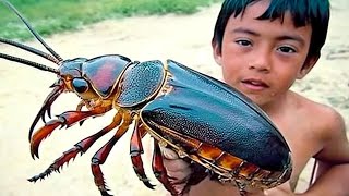 20 Massive And Dangerous Insects That Are Actually Real