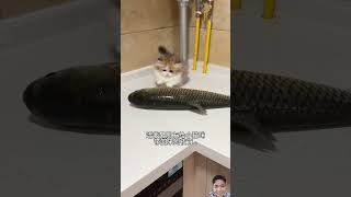 #fypシ゚ #英短矮脚猫 #猫咪孵蛋 #猫咪的迷惑行为 #fypシ゚ anak kucing vs ikan besar #fypシ゚