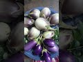 today harvest brinjal two varieties