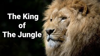 The Bravery of The King of The Jungle @Behindthascenes8