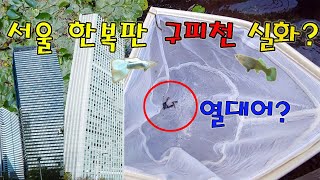 서울 한복판에 구피천이?? 진짜 열대어 구피가 살고있다