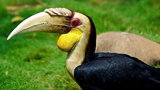 Kids Edition | Hornbill - Wild and Crazy Looking Bird - Check it Out