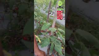 Panen Tomat Mini Unik dan Fresh Langsung Dari Kebun #shorts