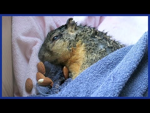SAVING A SQUIRREL! SAVING A SQUIRREL!